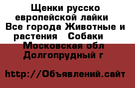 Щенки русско европейской лайки - Все города Животные и растения » Собаки   . Московская обл.,Долгопрудный г.